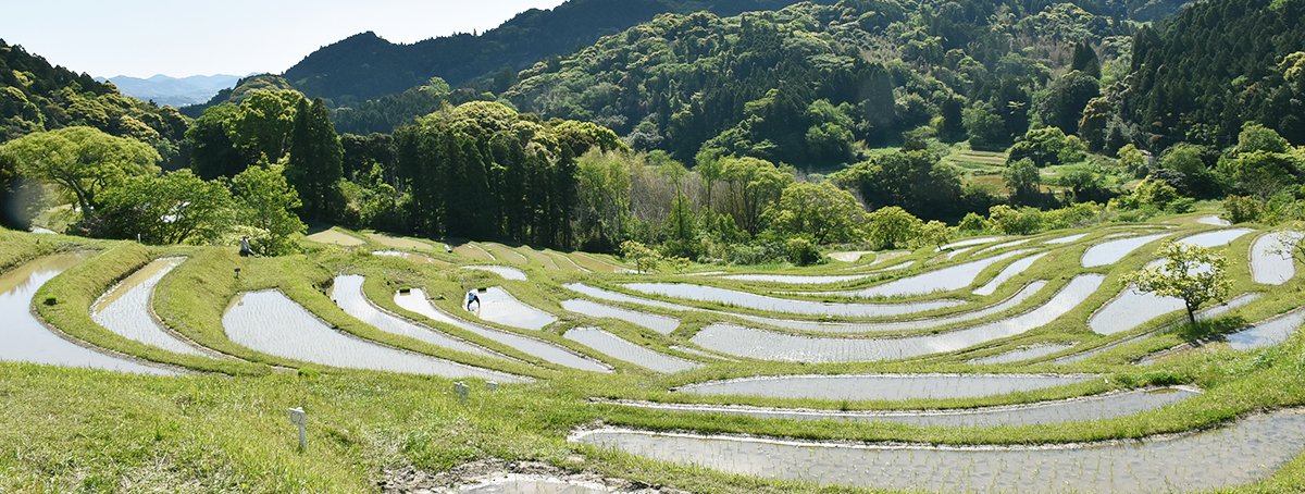 🌾 오오야마 계단식 논(오오야마 센마이다) 이미지 1